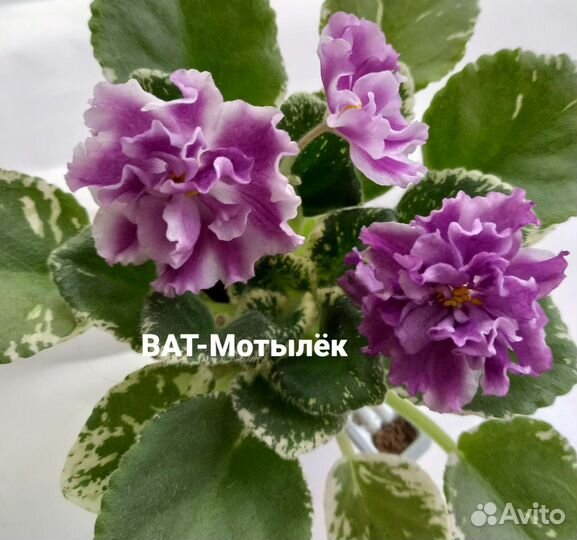 Сортовые фиалки