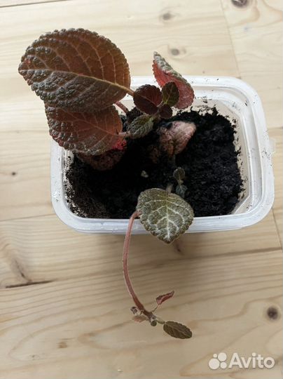 Комнатные растения - эписция, пахистахис, каланхоэ