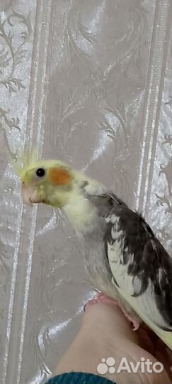 Корелла птенцы