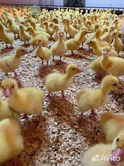 Гуси подрощенные