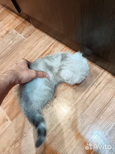 Шотландские вислоухие котята