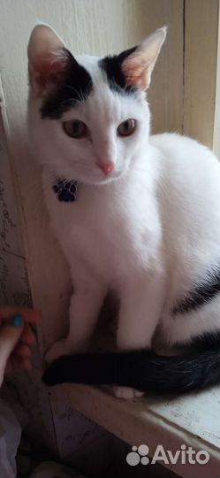 Котик Марсик