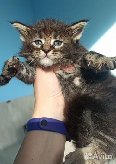 Котята мейн-кун