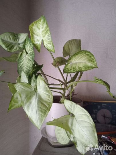 Комнатные цветы