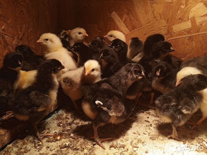 Цыплята
