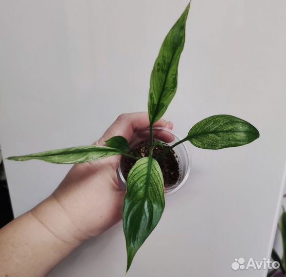 Спатифиллумв сортовые