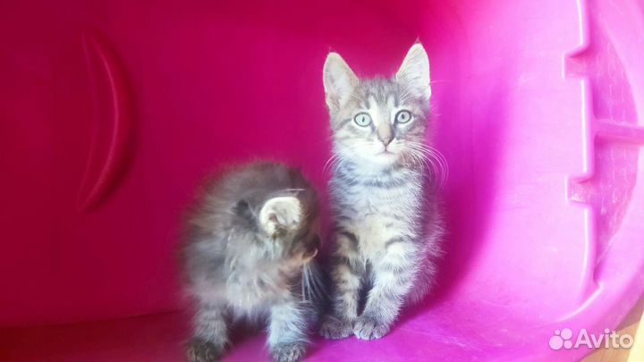 Котята