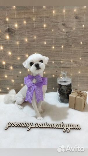 Стрижка собак и кошек