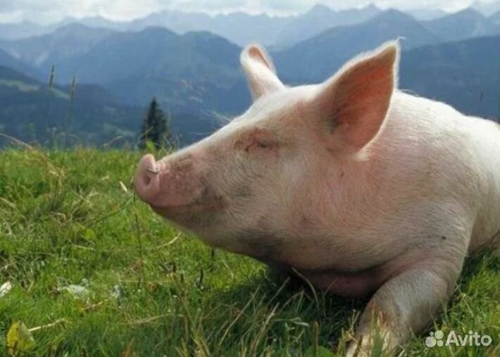 Свиньи, мясо