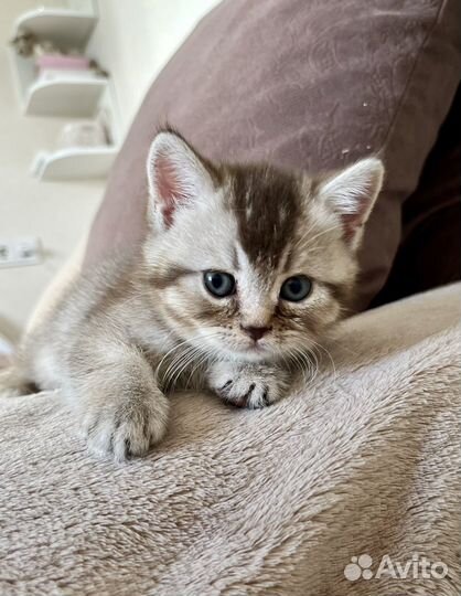 Британские котята