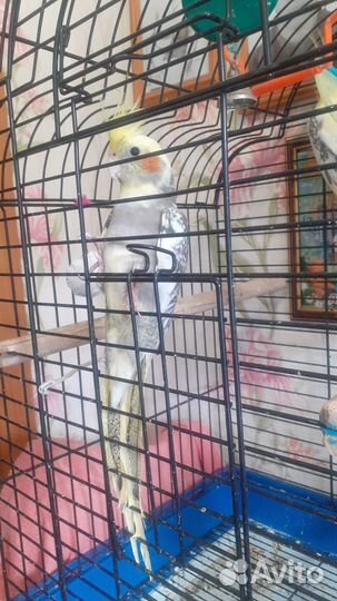 Попугай корелла птенец