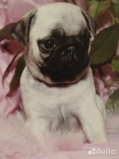 Щенки мопса