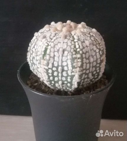 Астрофитум астериас суперкабуто купить в Москве | Товары для дома и ...