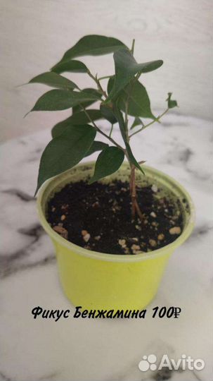 Комнатные цветы