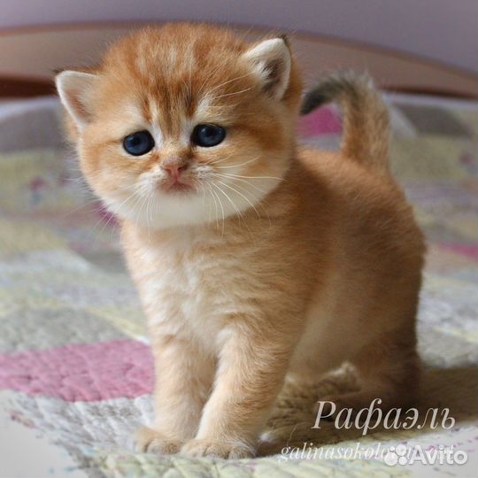 Котята британская золотая шиншилла