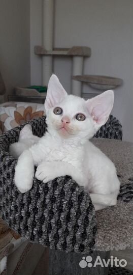 Котята Девон рекс девочки