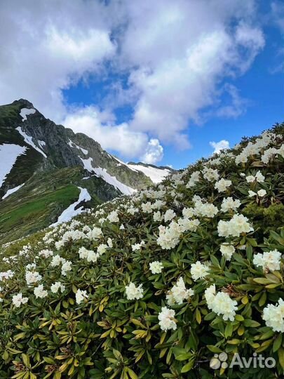 Гид Красная поляна по хребту Аибга 1/2 дня