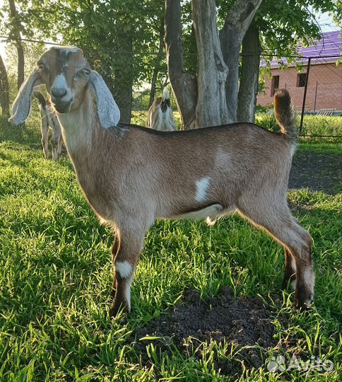 Козочки и козлики нубийские 75 %