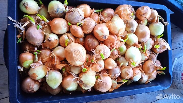 Лук репчатый продажа