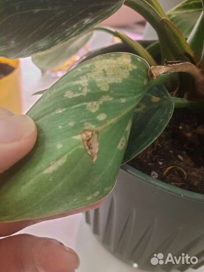 Онлайн уход за комнатными растениями