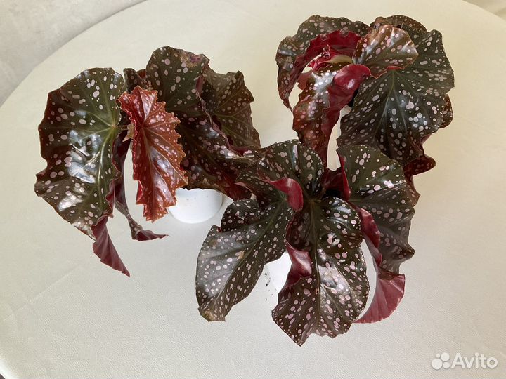 Тростниковая бегония Краклен роуз