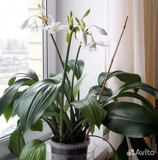 Эухарис амазонская лилия