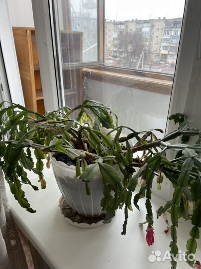 Денежное дерево