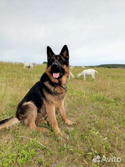 Щенки немецкой овчарки