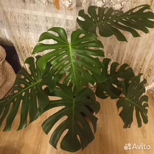 Монстера