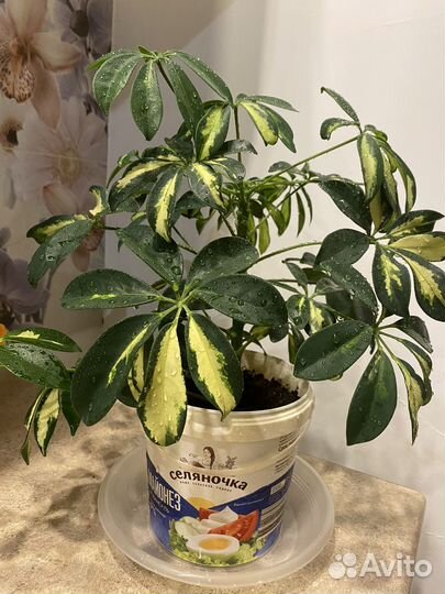 Комнатные растения