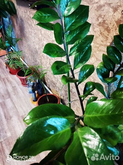 Замиокулькас