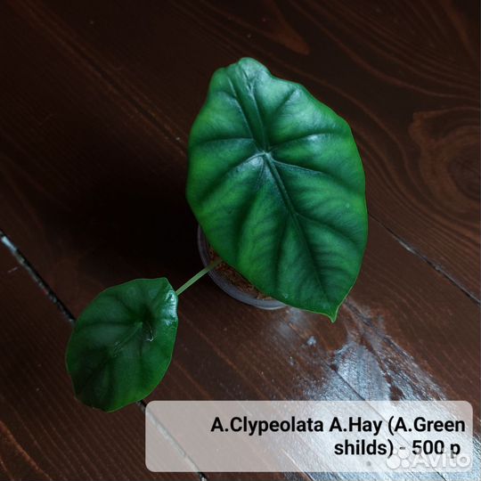Alocasia