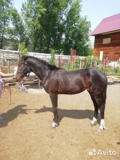 Лошадь кобылы