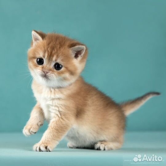 Котята золотые британские шиншиллы