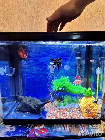 Аквариум с рыбками