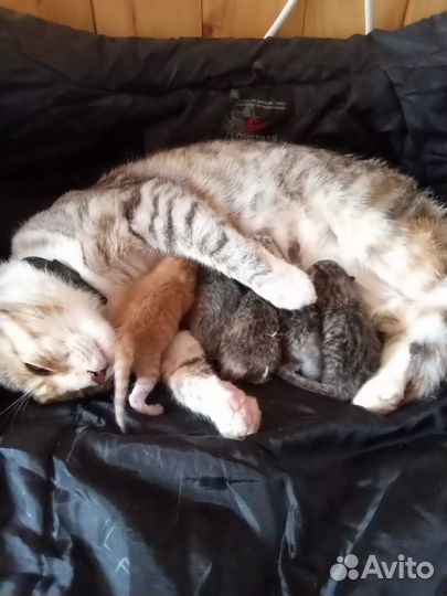 Кошка в дар бесплатно
