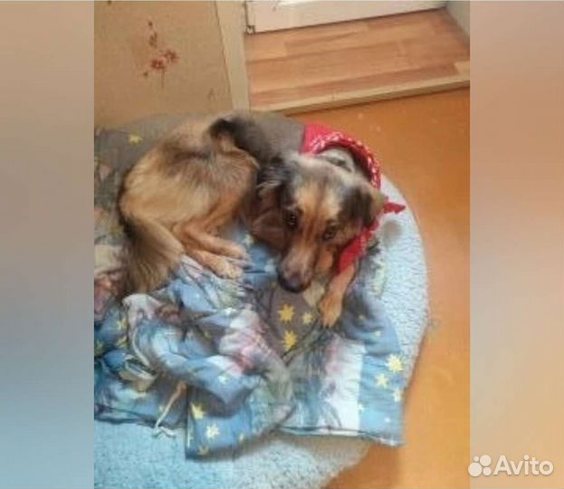 Собака в добрые руки