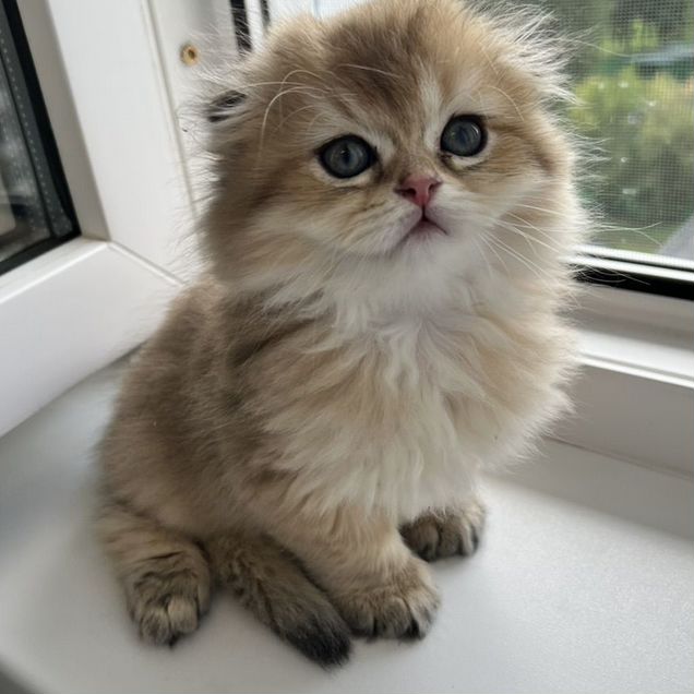 Шотландский вислоухий длинношёрстный котёнок