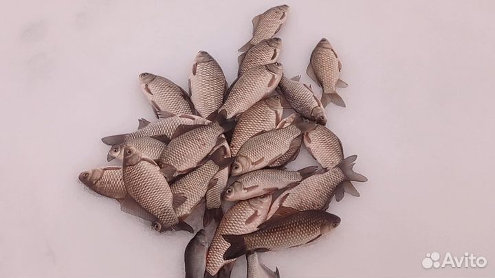 Рыбалка с гидом на Десногорском водохранилище