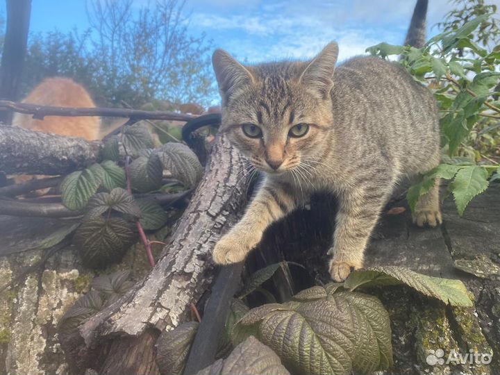 Котенок в добрые руки
