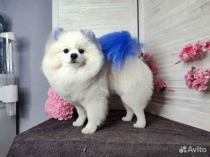 Шпиц вязка
