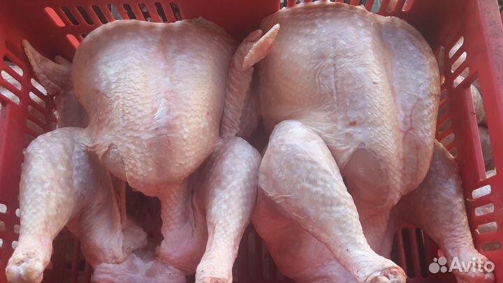 Тушка индейки