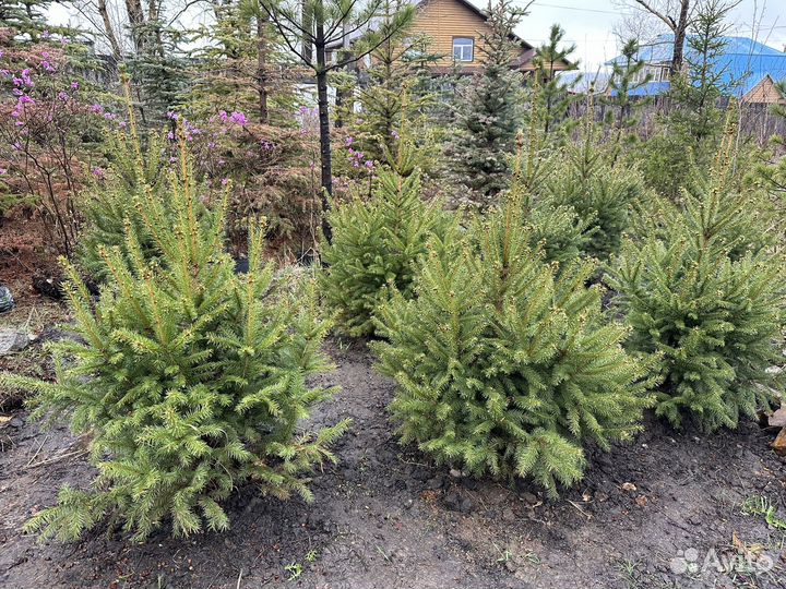 Ель аянская формированная (очень пышная)
