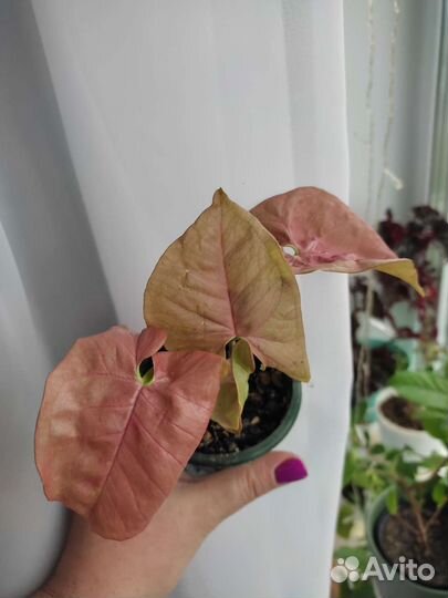 Сингониум ред харт