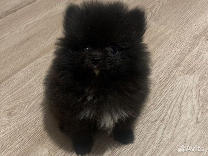 Померанский шпиц мини девочки и минимальчик