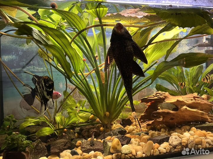 Водоросли Эхинодорус озирис