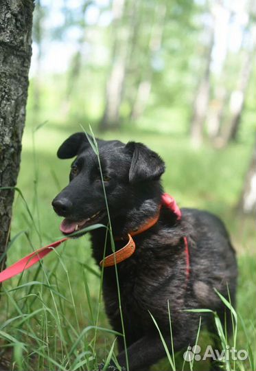 Собака из приюта ищет дом