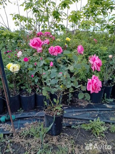 Картофель молодой оптом и в розницу