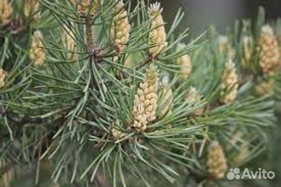 Пыльца сосны сбор 2024 г. 100 г