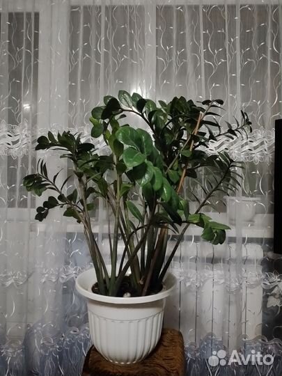 Замиокулькас